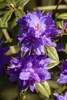 Zwerg-Rhododendron 25-30 cm, im Topf - Rhododendron Produktbild-Vorschau 6
