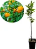 Diospyros kaki 'Vaniglia' - Sharonfrucht - 5 Liter Topf - Produktbild-Vorschau 1