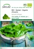 SAFLAX  -- Spinaci - Gigante d'inverno - 250 semi - Anteprima dell’immagine prodotto 1