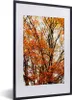 MuchoWow® Gerahmtes Poster Wald - Herbst - Jahreszeiten Produktbild-Vorschau 1