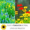 Farbenfrohe Sonnenblumen Samen mit hoher Keimrate - Produktbild-Vorschau 6