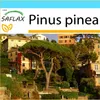 SAFLAX Dárková sada - Středomořská borovice - Pinus pinea - Náhled obrázku produktu 10