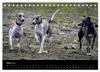Whippets in Aktion (Tischkalender 2027 DIN A5 quer), Produktbild-Vorschau 6