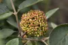 A close-up view of a cluster of unripe berries on a branch, surrounded by green leaves. Produktbild-Vorschau