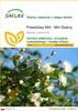 SAFLAX - Prawdziwy Mirt - Mirt Ślubny - 30 Nasiona - Myrtus Podgląd zdjęcia produktu 1