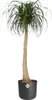 A tall potted plant with long, thin leaves and a thick trunk sits in a dark gray pot against a white background. Anteprima dell’immagine prodotto