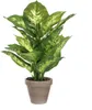 Mica Decorations Kunstpflanze Dieffenbachia - grun - 40 cm Produktbild-Vorschau 4
