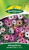 Mittagsblume Mischung | Blumensamenmischung von Produktbild-Vorschau 4