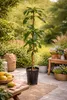 A potted mango tree stands on a patio surrounded by other plants and garden furniture. Podgląd zdjęcia produktu