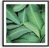 Gerahmtes Poster - Schwarzer Rahmen - Blätter Eukalyptus Produktbild-Vorschau 1