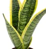 Bogenhanf - Sansevieria trifasciata Superba - Höhe ca. 30 Produktbild-Vorschau 4