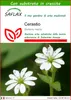 SAFLAX  - Cerastio - 1000 semi - Con substrato - Stellaria Anteprima dell’immagine prodotto 1