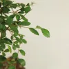 Bloomique - Bonsai Zelkova - Kugelform - Bonsai-Baum - Produktbild-Vorschau 5