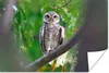 MuchoWow® Poster Eule auf Ast sitzend 180x120 cm - Produktbild-Vorschau 1