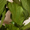 Ficus Lyrata Zimmerpflanze, 155 cm hoch, 30 cm Topf, Produktbild-Vorschau 5