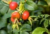 Rosa rugosa 'Alba', Kartoffelrose, weiß, 30–40 cm Produktbild-Vorschau 6