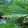Bloomique - Trachycarpus Fortunei - Chińska palma Podgląd zdjęcia produktu 6