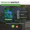 Vergissmeinnicht Indigo Compacta Blue Samen - Myosotis Produktbild-Vorschau 8