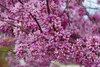 Cercis canadensis, judaszowiec amerykański, wysokość 100 Podgląd zdjęcia produktu 3