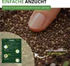 Sternmoos Mastkraut Plattenmoos Samen - Sagina subulata - Produktbild-Vorschau 4