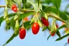 SAFLAX - Gojibeere - Lycium chinensis - 200 Semená Náhľad obrázku produktu 6