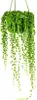Gardners Senecio rowleyanus - závěs, průměr 14 cm Náhled obrázku produktu 1