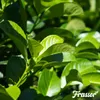 Leaf Vital Koncentrát 1 L – 1 000 m2 – Prírodná Náhled obrázku produktu 9