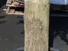 Olivenbaum Olive "60 Jahre" 200 - 240 cm, beste Qualität, Produktbild-Vorschau 6