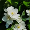Filadelfo (Philadelphus) Rosace 1L Anteprima dell’immagine prodotto 3