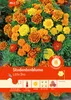 Artikelbild 1 von 'Studentenblume Little Bee' aus der Kategorie Studentenblumensamen Produktbild-Vorschau