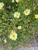6 x Coreopsis hybr. 'Full Moon'® - Mädchenauge - Topf 9 x 9 Produktbild-Vorschau 2