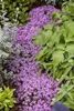 A patch of small purple flowers growing in a garden bed, surrounded by other plants. Produktbild-Vorschau