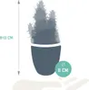 Mix di piante grasse e cactus: 15 piante Ø 5,5 cm in vaso Anteprima dell’immagine prodotto 2