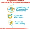 Royal Canin Jack Russell Junior, Welpe, Jack Russell Produktbild-Vorschau 7