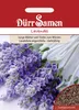 Lavendel | Lavendelsamen von Dürr Samen Produktbild-Vorschau 3