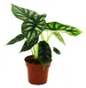 Alocasia baginda Dragon Scale - Tropenwurz - Alokasie - Produktbild-Vorschau 1