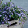 Skalníková trvalka - Zvonek - Campanula poscharskyana Náhled obrázku produktu 5