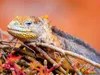 CALVENDO Puzzle Landleguan 1000 Teile Puzzle quer | 1000 Produktbild-Vorschau 3