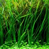 Aquarium Pflanze 3 Stück Cyperus helferi Wasserpflanze Produktbild-Vorschau 2