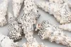 Cerithium nodulosum Muscheln und Schnecken zum Basteln und Produktbild-Vorschau 2