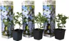 Three potted plants with decorative packaging. Produktbild-Vorschau