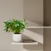 Philodendron Xanadu - Egzotyczny przyjaciel drzew - ok. 80 Podgląd zdjęcia produktu 4