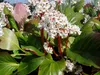 Stauden Gänge 1 x Bergenia cordifolia ‚Beach' - Bergenie - Produktbild-Vorschau 2