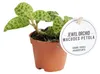 Juwelorchidee - Macodes petola Emerald - Mini-Erdorchidee Produktbild-Vorschau 3