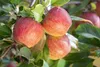 Malus 'Gala', Apfelbaum, 40 cm Stammhöhe Produktbild-Vorschau 1