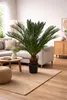 A sago palm plant is displayed in a living room setting. Náhled obrázku produktu