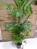 [Palmenlager] XXL Chamaedorea Seifrizii 200 cm / Topf 27 cm Produktbild-Vorschau 3