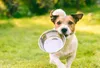 BRIT Care Mini Puppy Agnello - Cibo umido per cani - 24 x Anteprima dell’immagine prodotto 3