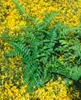 Dryopteris affinis, Goldschuppenfarn, ca. 9x9 cm Topf Produktbild-Vorschau 6