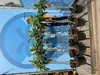 Japoński Wollmispel, Eriobotrya Japonica, Mispel 150cm Podgląd zdjęcia produktu 6